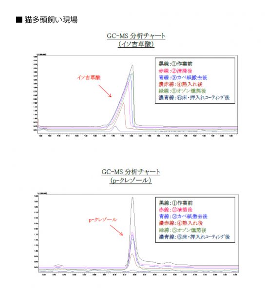 猫多頭飼い現場